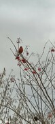 IMG-20240126-WA0001